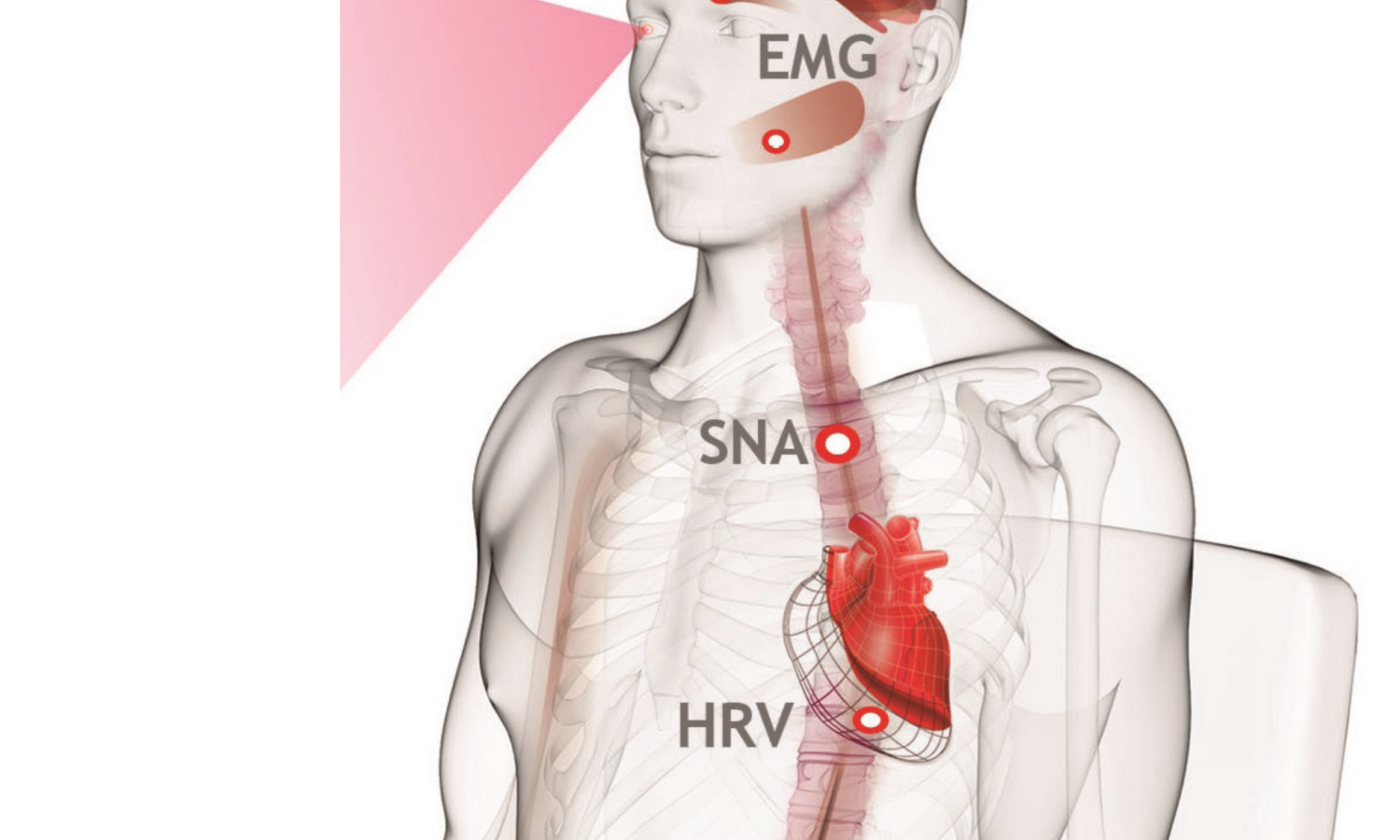 Physiological Response and Preferences